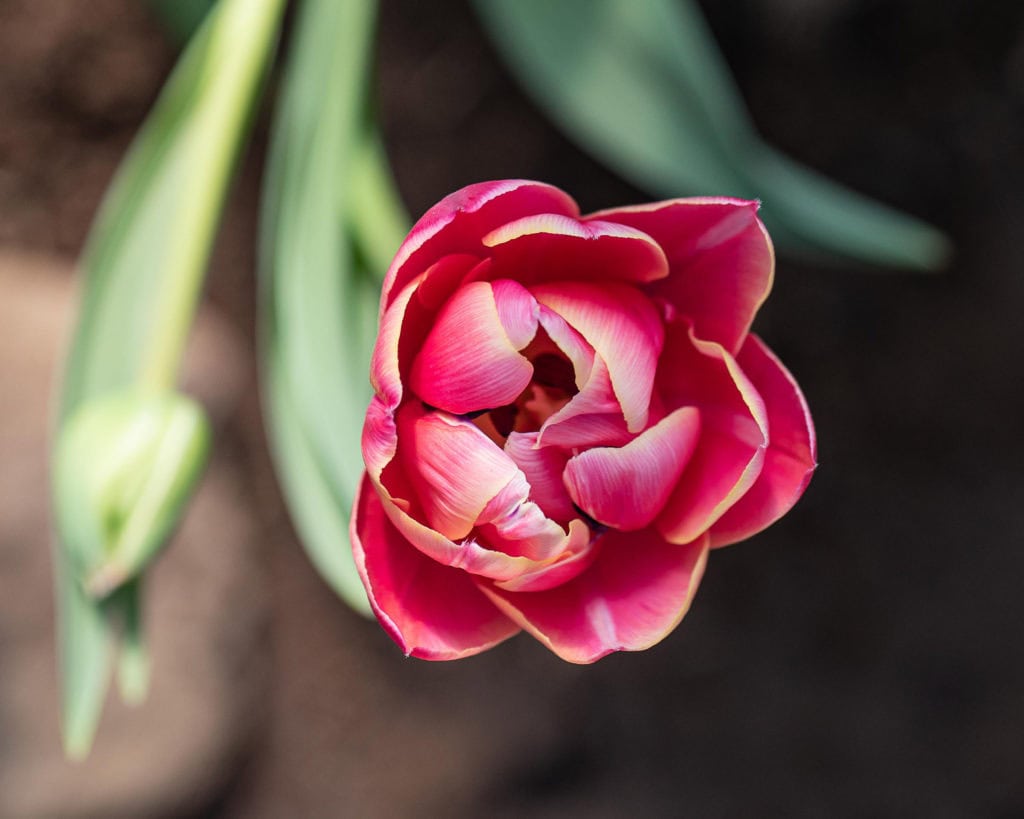 edible MAINE - Sowing seeds,Growing Flowers, Finding Joy in Rural Maine 1
