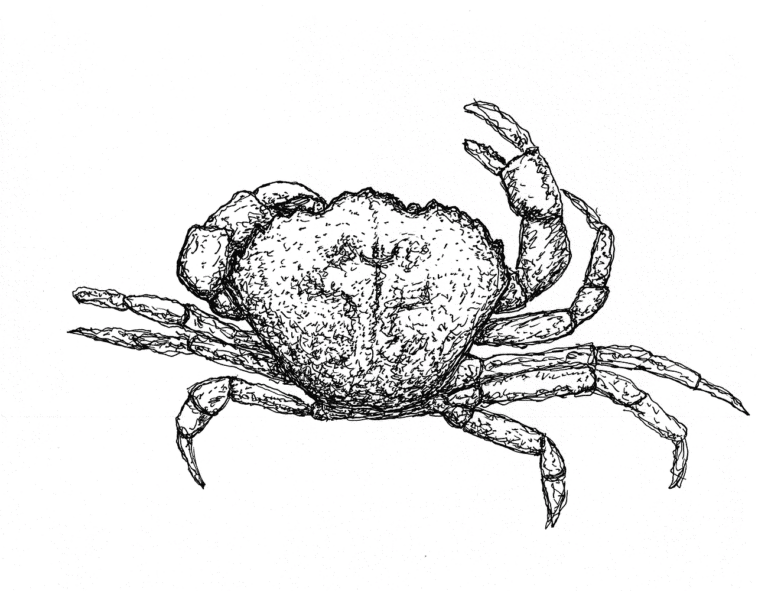 edible MAINE - Crab