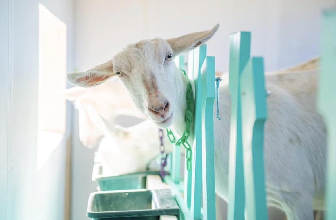 edible MAINE - Sowing seeds,Growing Flowers, Finding Joy in Rural Maine
