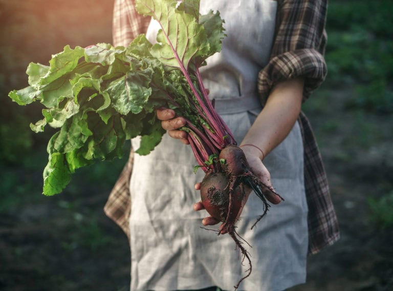 edible MAINE - Glean on ME