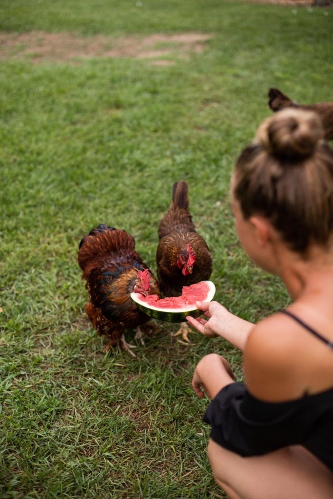 edible MAINE - From Away and Making Food Connections