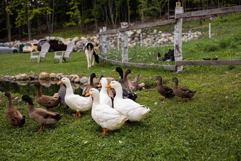 edible MAINE - From Away and Making Food Connections