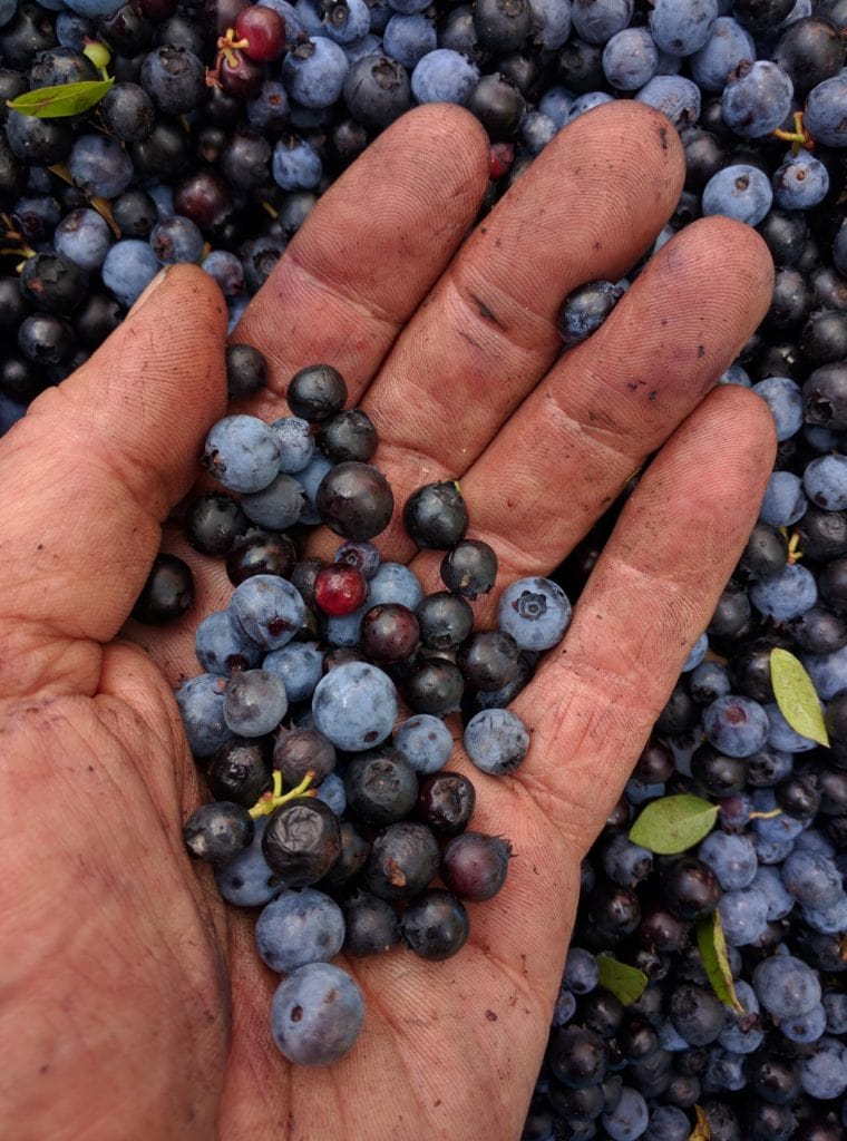 edible MAINE - Bubbles and Berries in Bottles and Cans