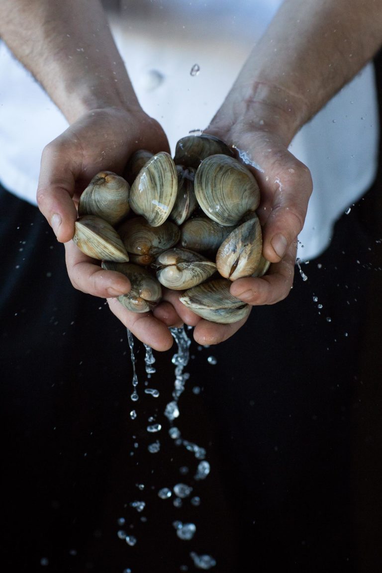 edible MAINE - Quahogs Sittin’ in the Bags in the Bays