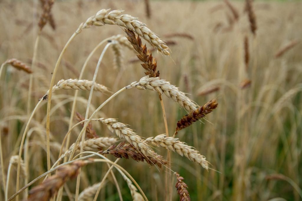 edible MAINE - Maine Grain Alliance