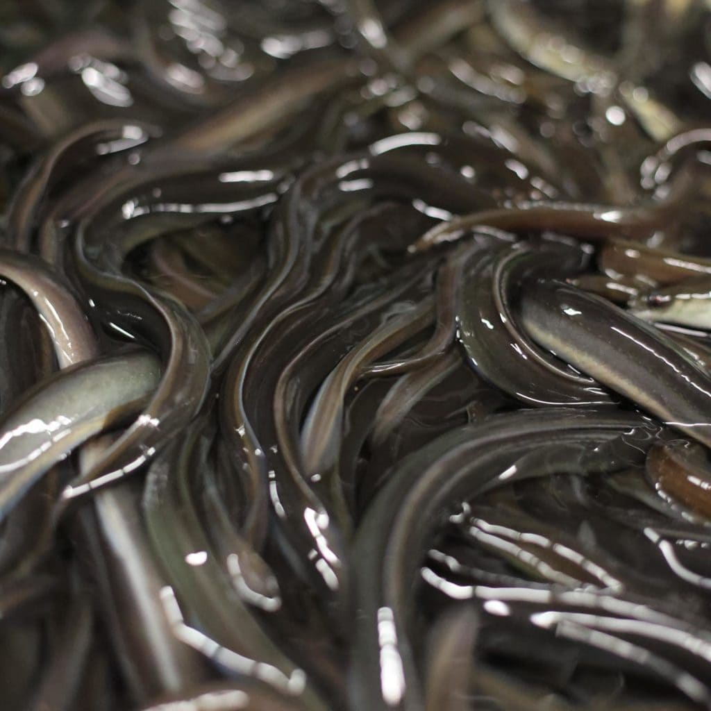 edible MAINE - At Ease with Eel