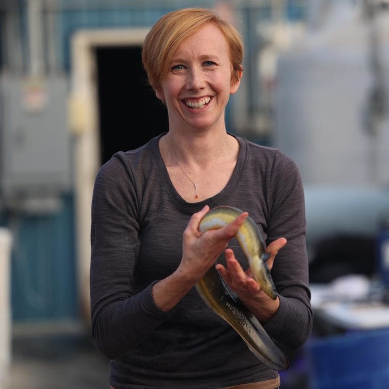 edible MAINE - At Ease with Eel