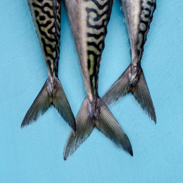 edible MAINE - Using DNA to Weigh Climate Change Impact on Maine Seafood