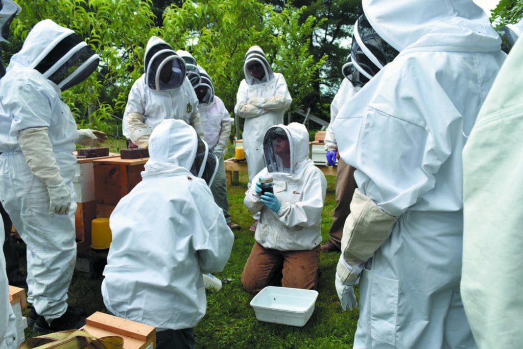 edible MAINE - Honeybee Helper