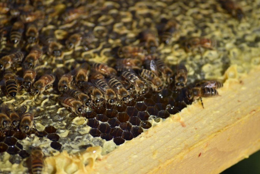 edible MAINE - Honeybee Helper
