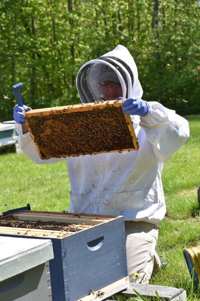 edible MAINE - Honeybee Helper