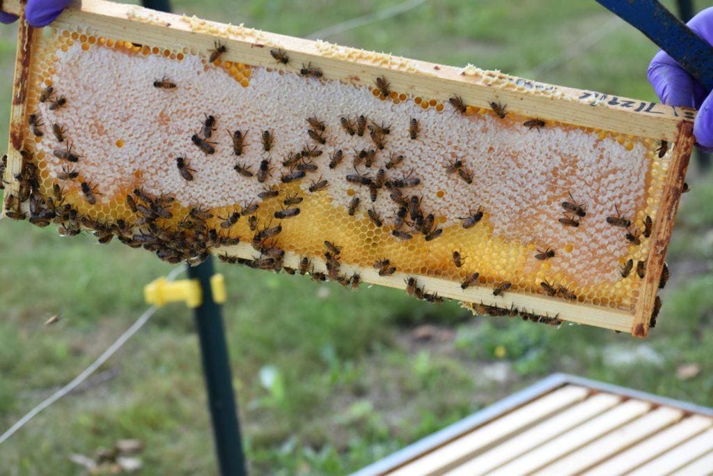 edible MAINE - Honeybee Helper