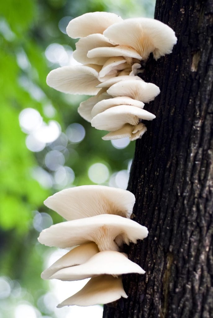 edible MAINE - Shroom Nation