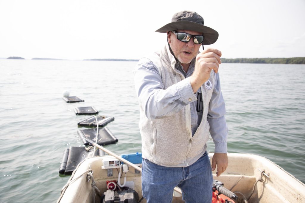edible MAINE - Quahogs Sittin’ in the Bags in the Bays