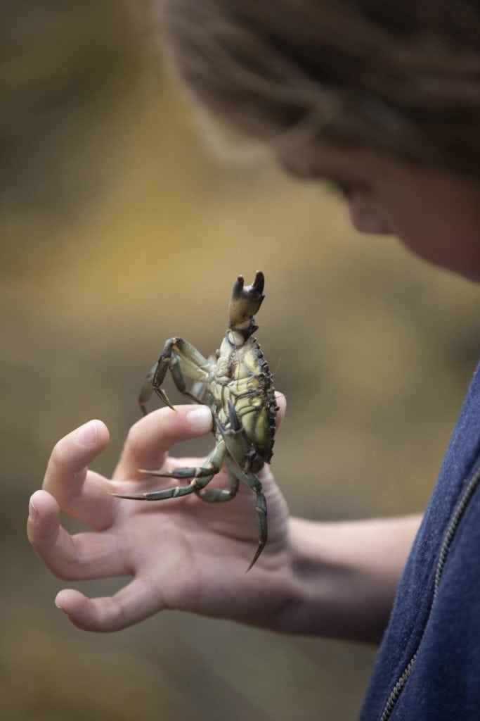 edible MAINE - Perfecting a Local Fish Sauce