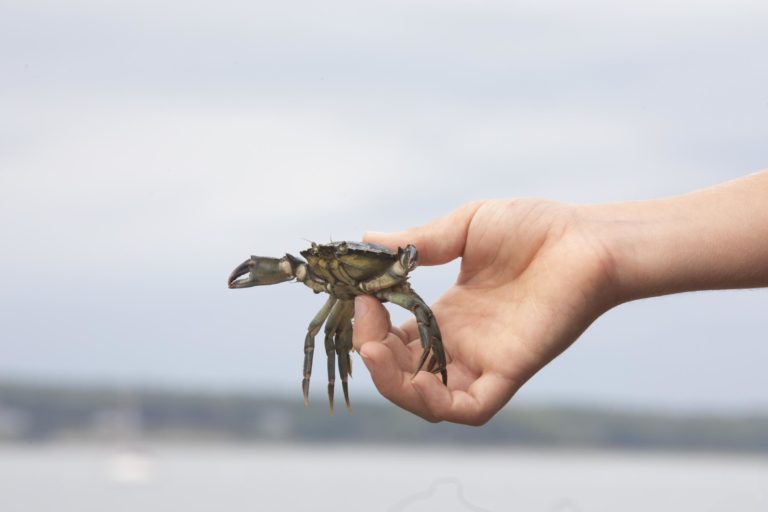 edible MAINE - Perfecting a Local Fish Sauce