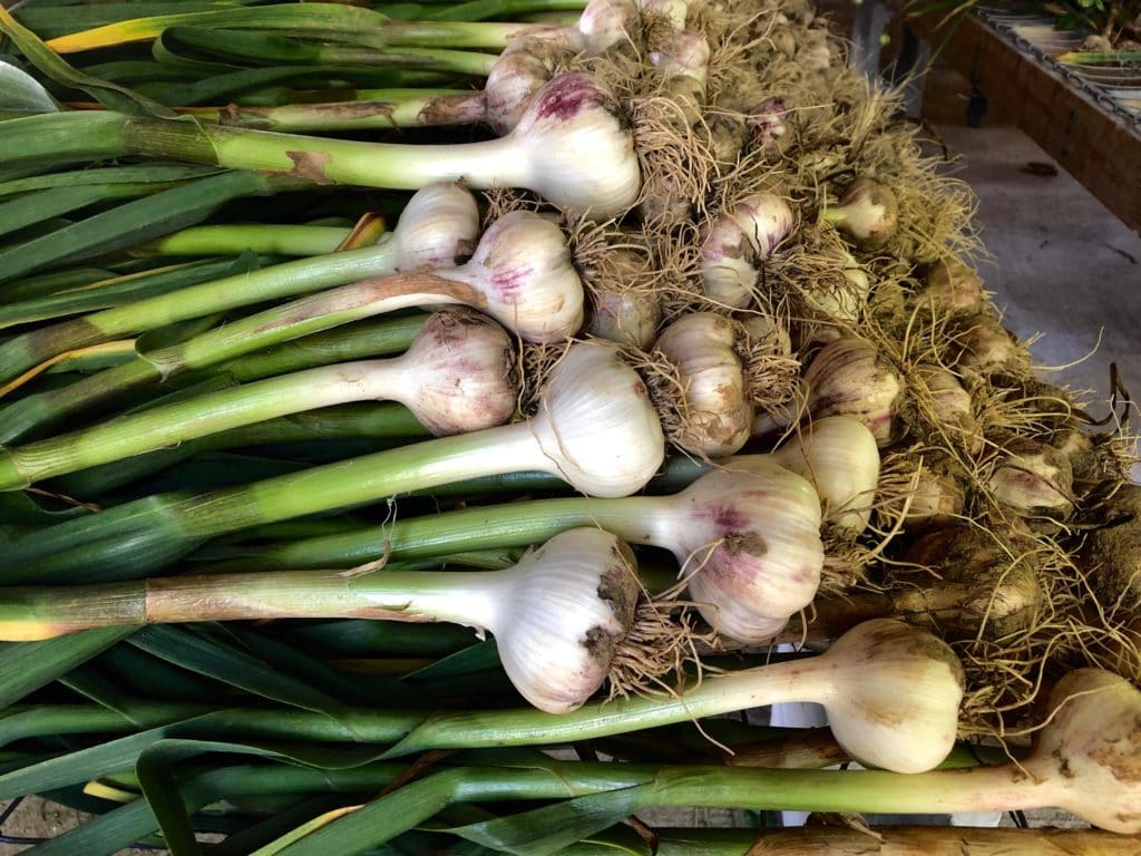 edible MAINE - Medicinal tales of a hardy bulb