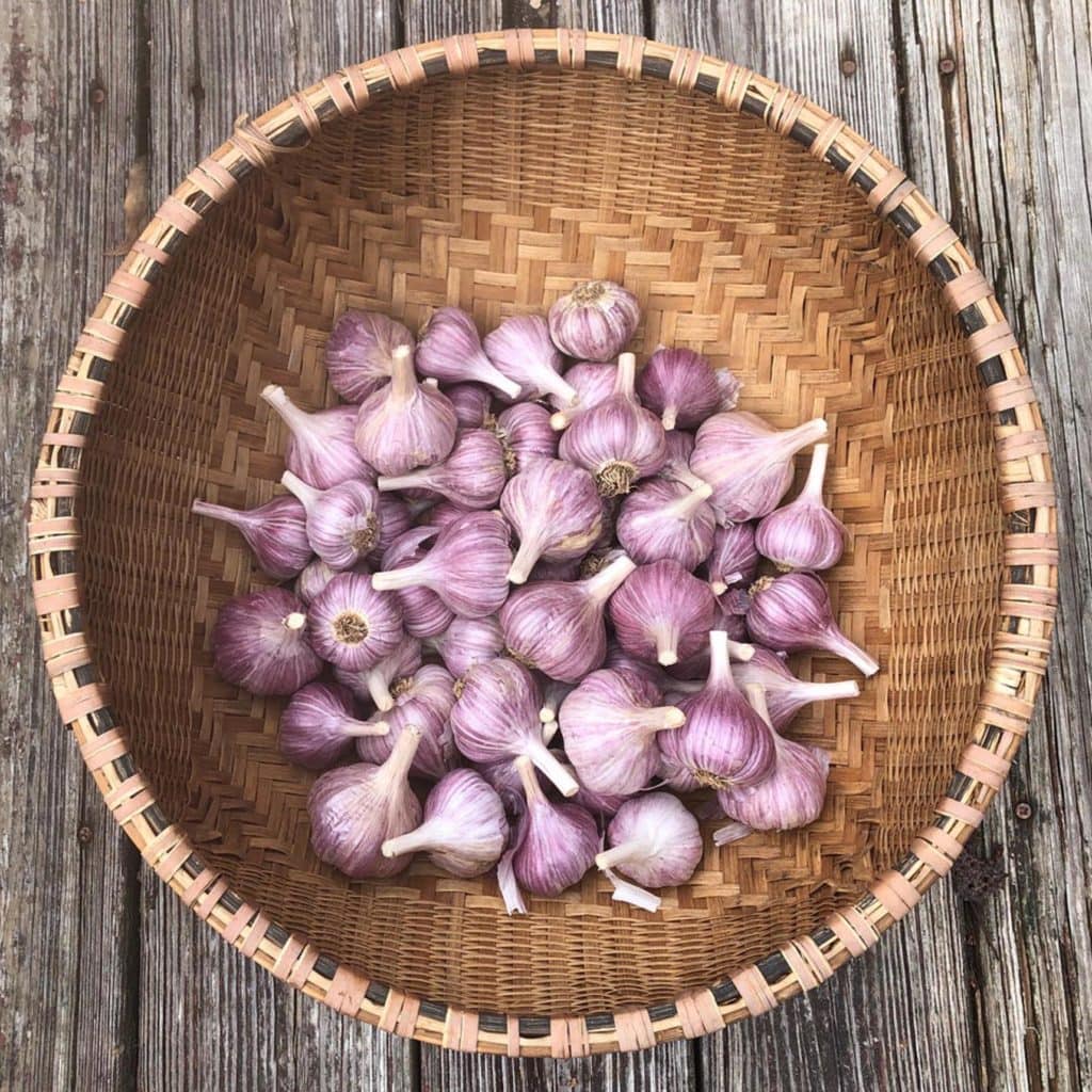 edible MAINE - Medicinal tales of a hardy bulb