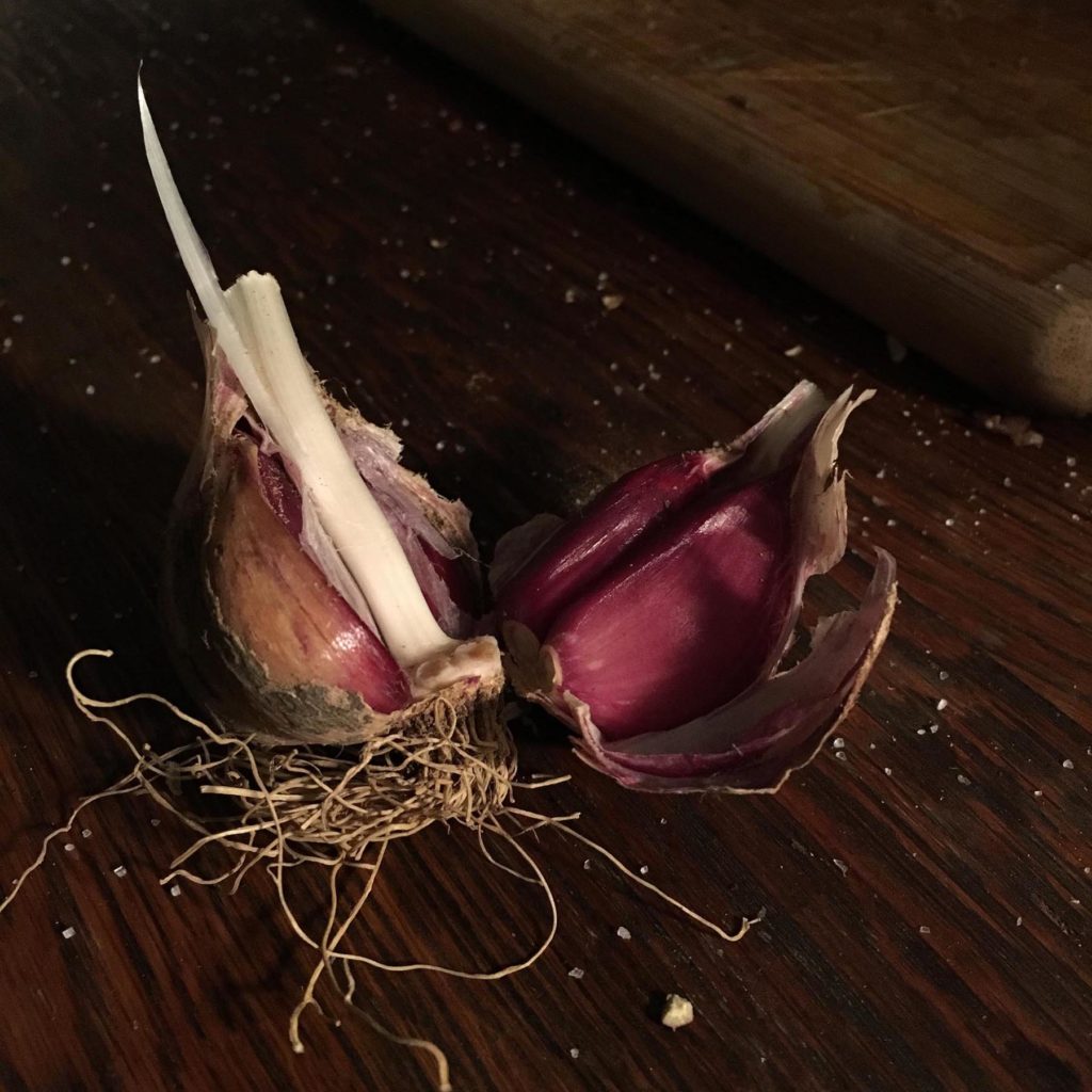 edible MAINE - Medicinal tales of a hardy bulb