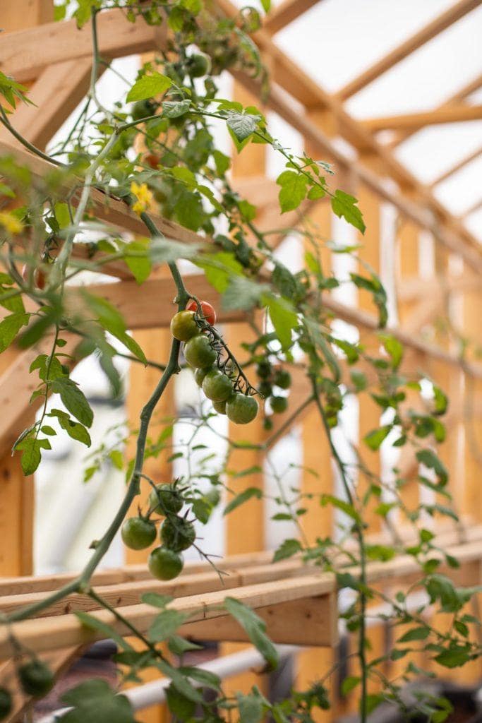 edible MAINE - Undercover Farming at Canopy Farms