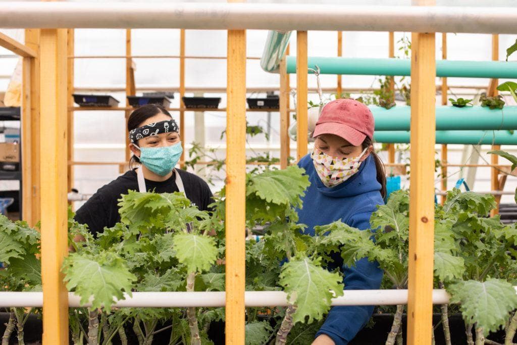 edible MAINE - Undercover Farming at Canopy Farms