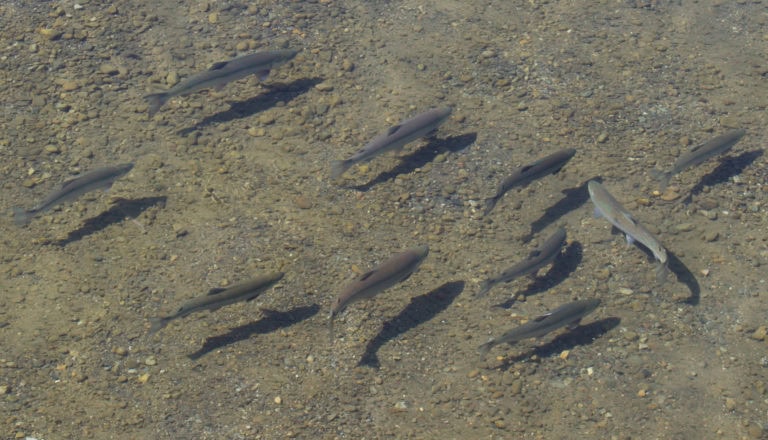 edible MAINE - A Tale of Two Fish