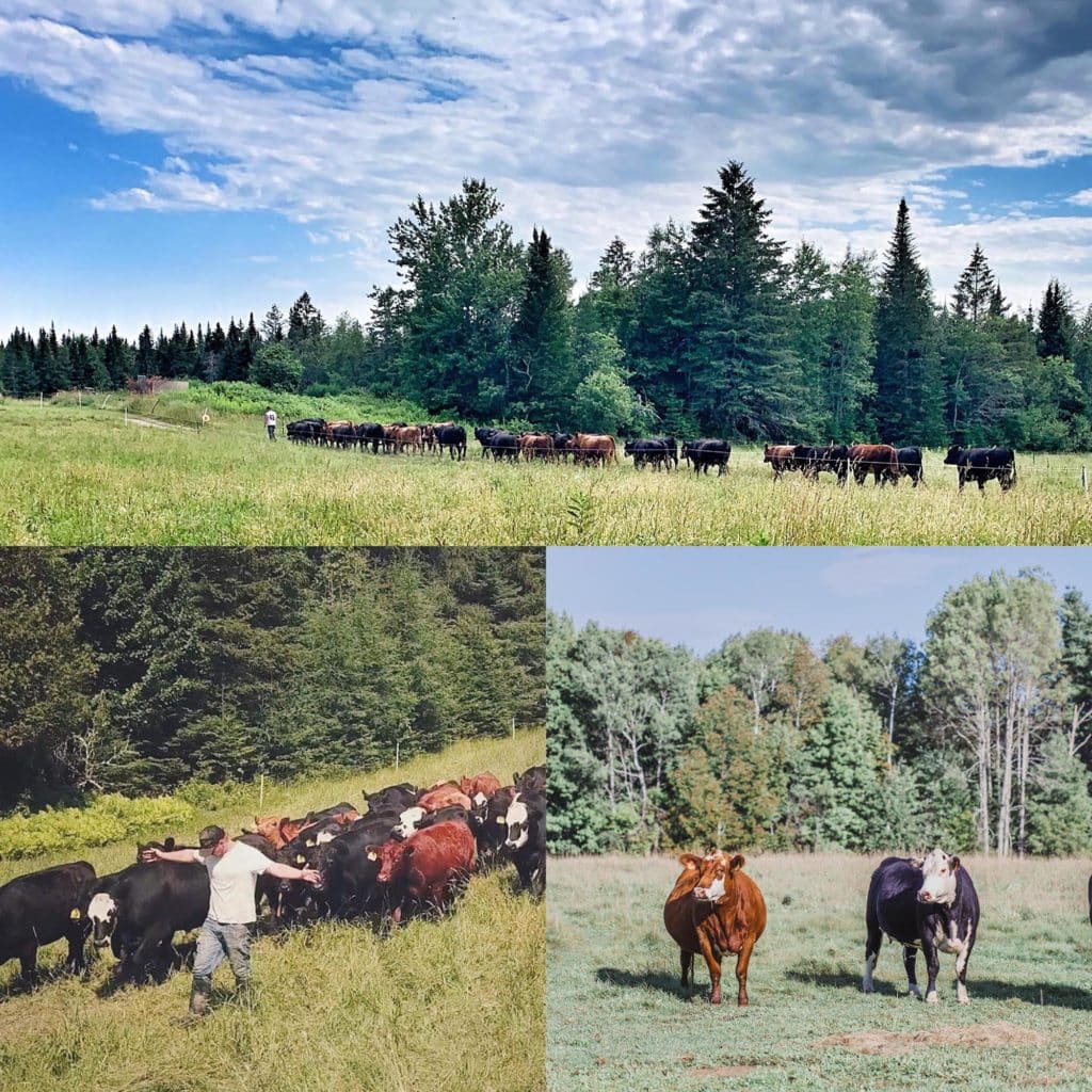 edible MAINE - Behind the label