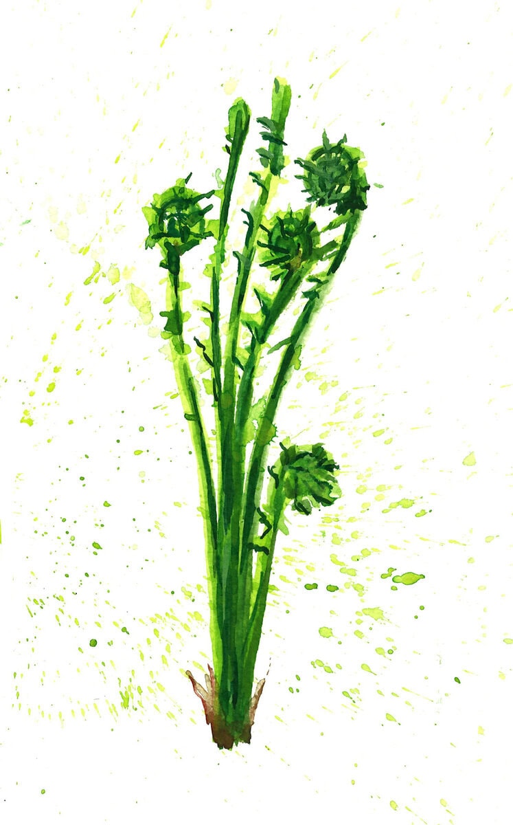 edible MAINE - The Rarest of Meals