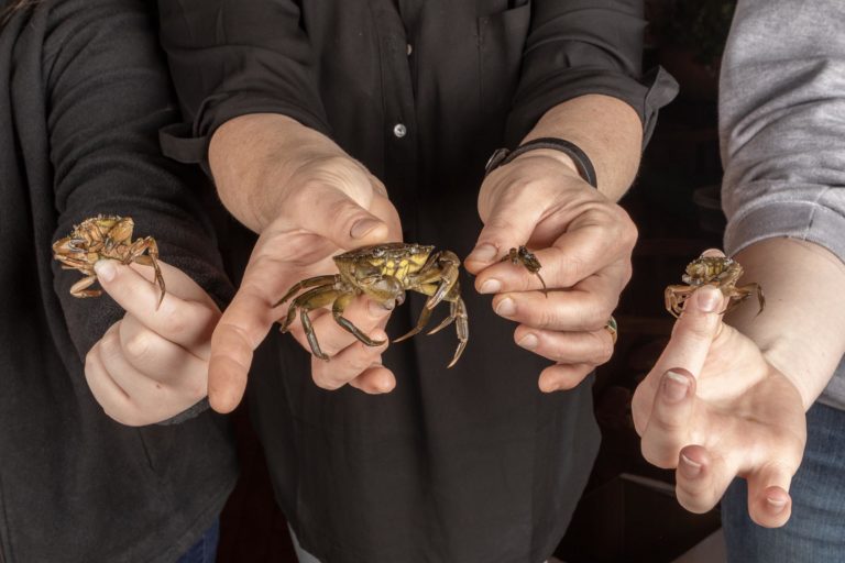 edible MAINE - Putting the Red Light on Green Crabs