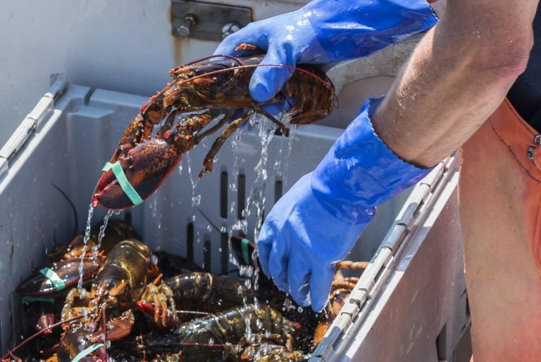 edible MAINE - Maine Lobstermen’s Community Alliance