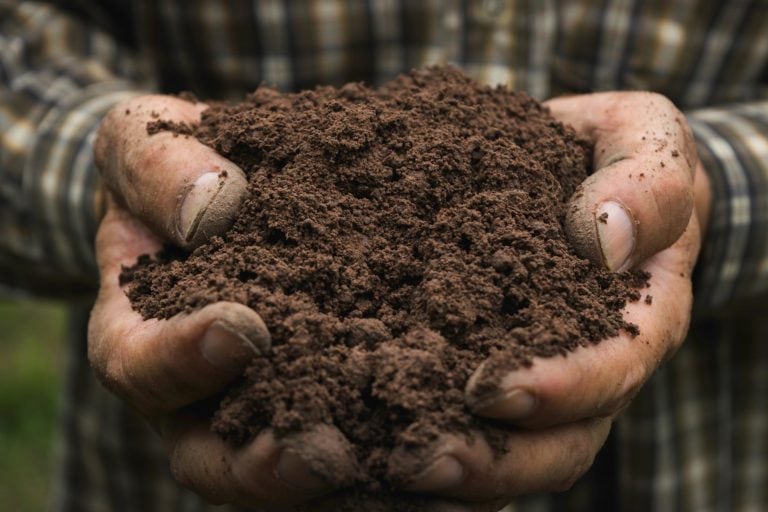 edible MAINE - 10 Things You Didn't Know About Soil
