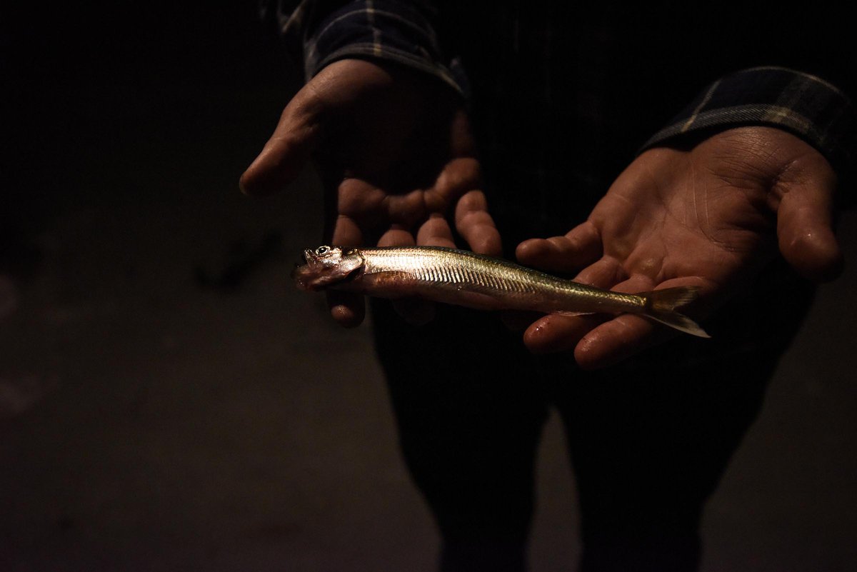 edible MAINE - Smelting on Thin Ice