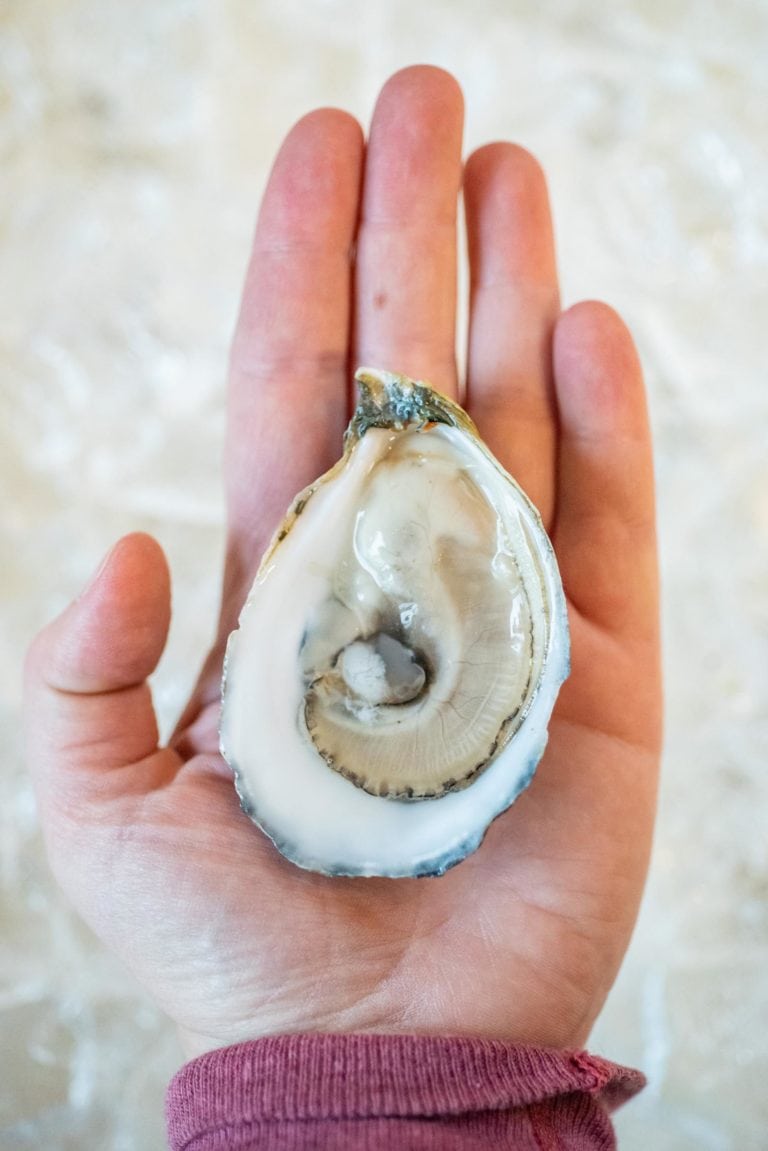 edible MAINE - Lady Shuckers Are in The Hús