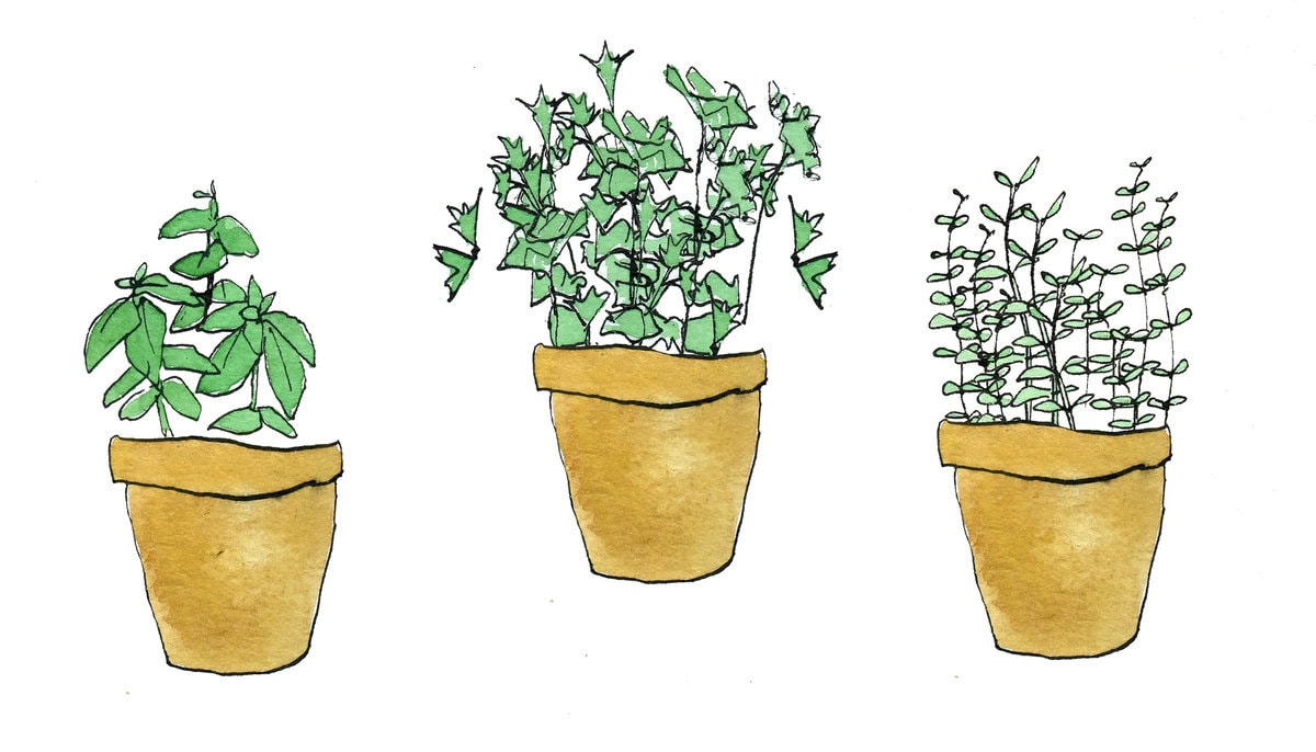 edible MAINE - Survival Gardening