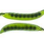 edible MAINE - Spring Pea Hummus