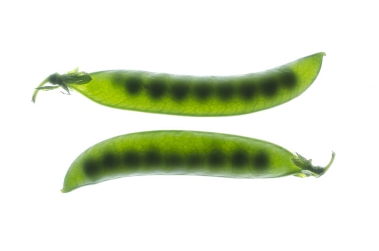 edible MAINE - Spring Pea Hummus