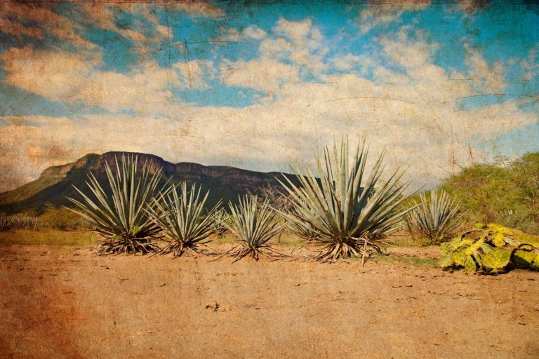 edible MAINE - Tequila Sippers for Hot Summer Days