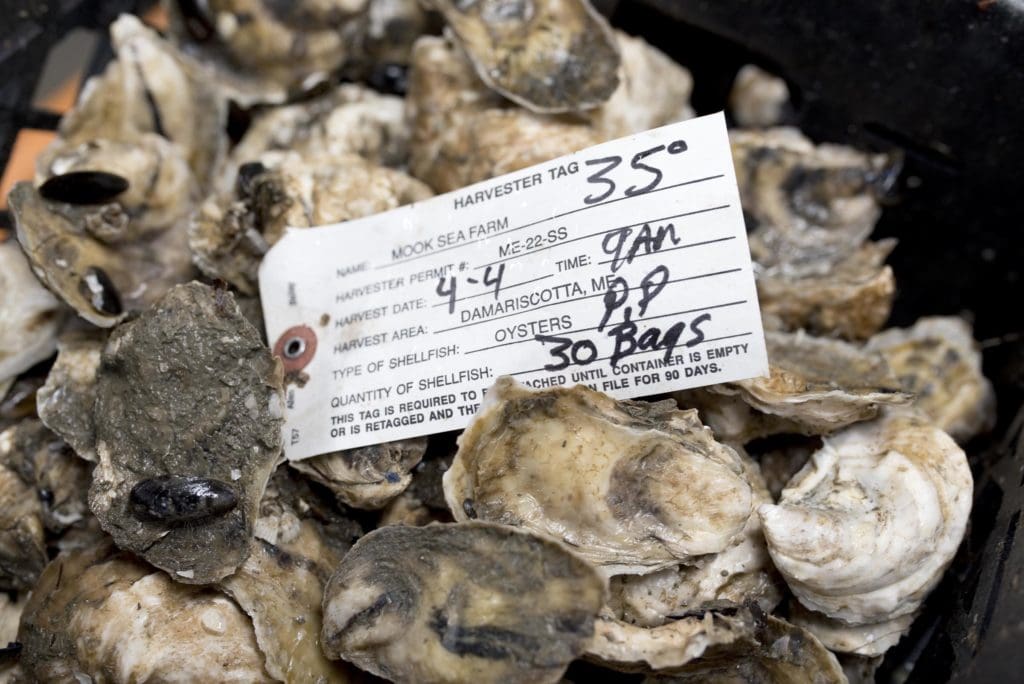 edible MAINE - Digging into Maine’s very edible coastlines