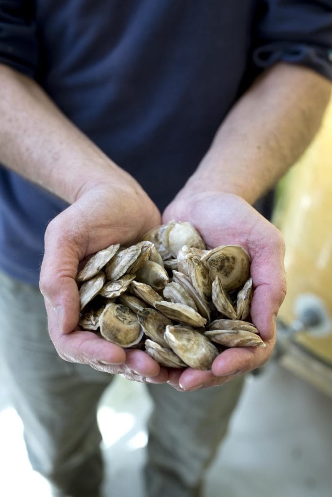 edible MAINE - Digging into Maine’s very edible coastlines