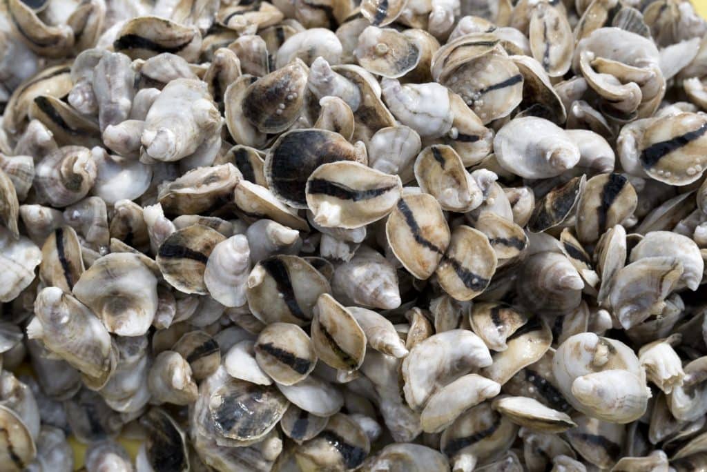 edible MAINE - Digging into Maine’s very edible coastlines