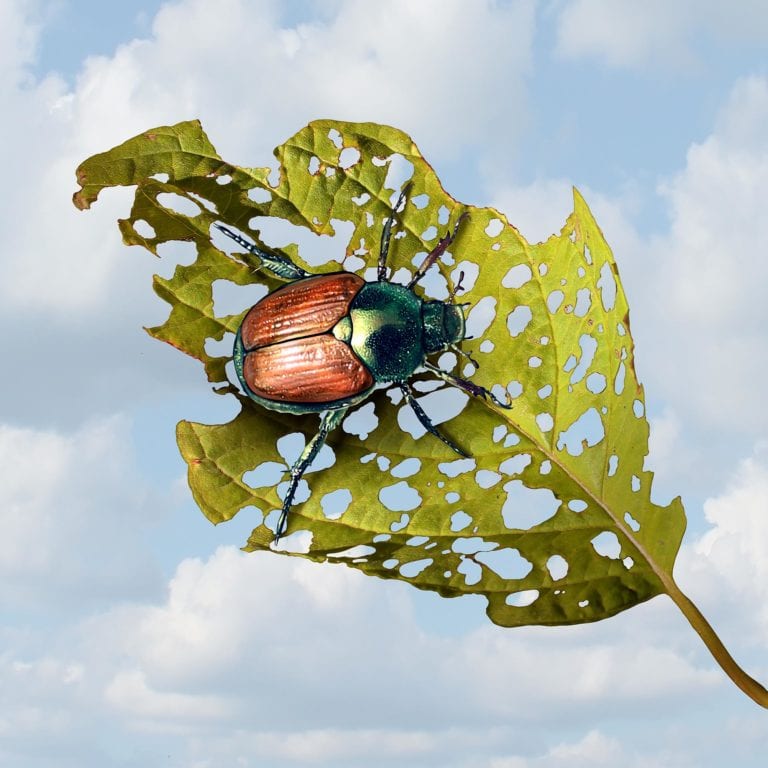 edible MAINE - Pests in Your Summer Garden