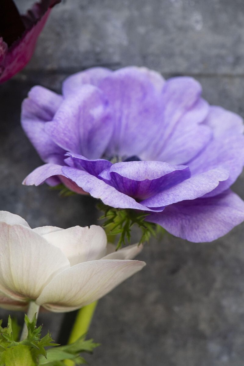 edible MAINE - For the Love of Local Flowers