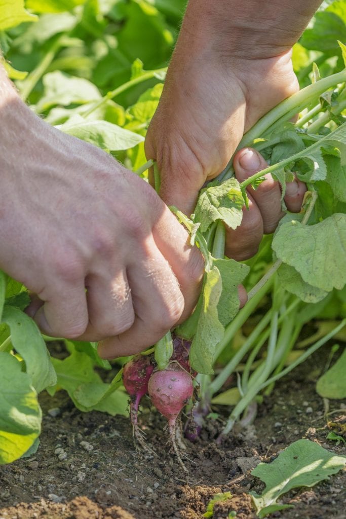 edible MAINE - Down on the Farm