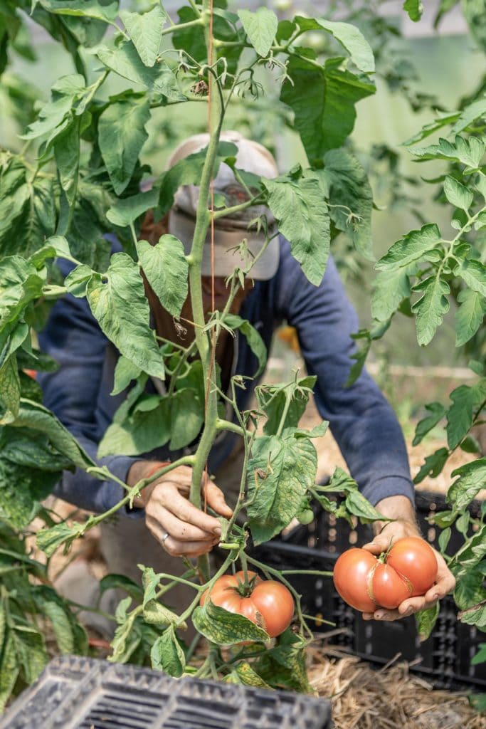 edible MAINE - Down on the Farm