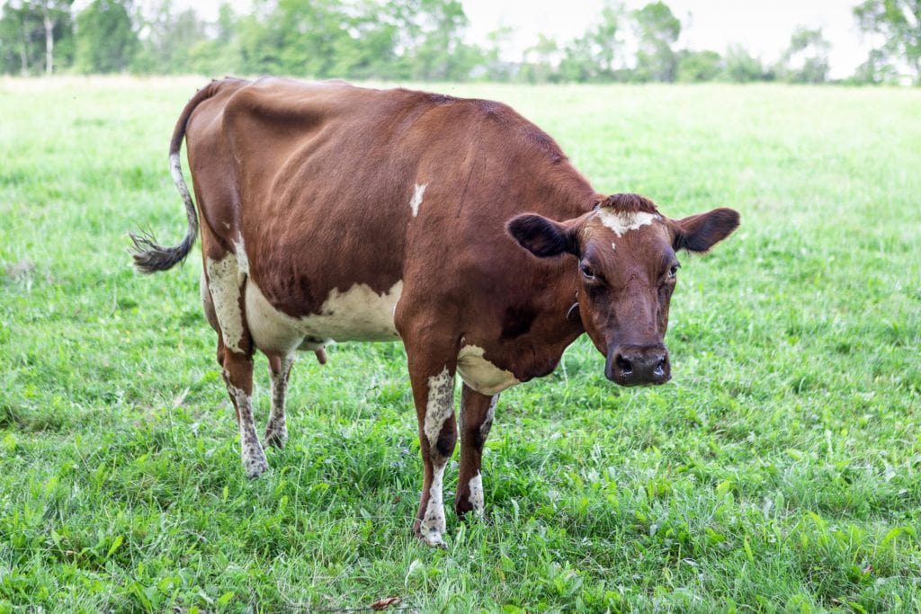 edible MAINE - Down on the Farm