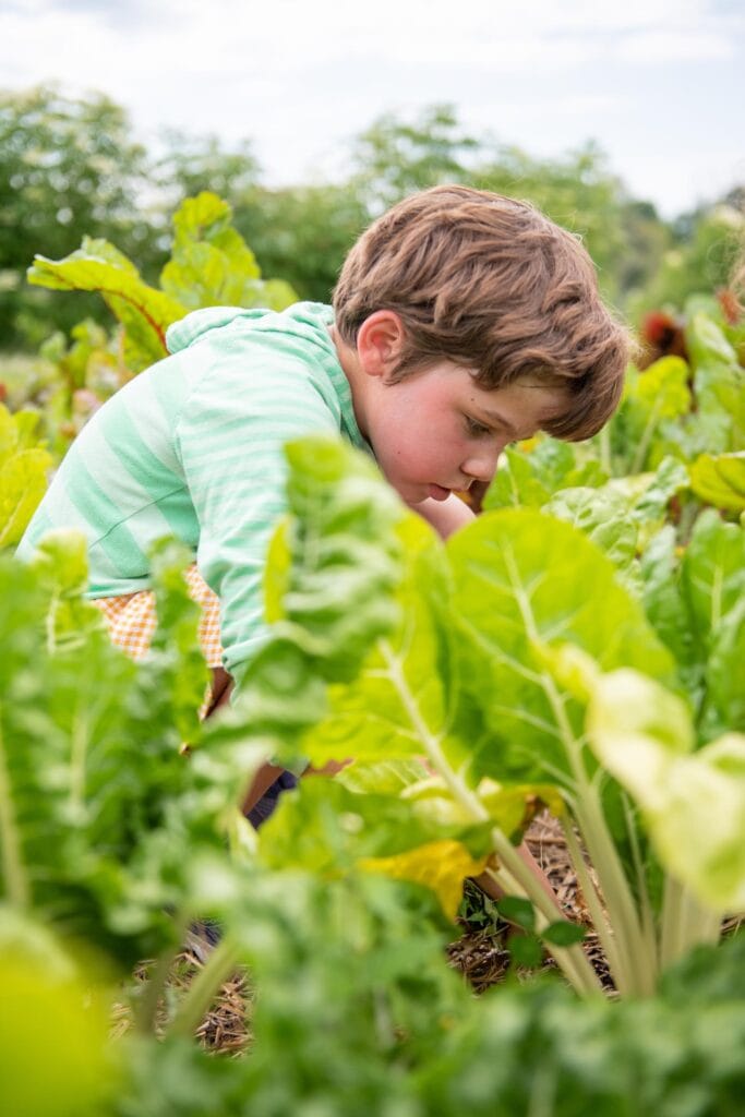 edible MAINE - Sowing Seeds for Local Food (Luli Strong))