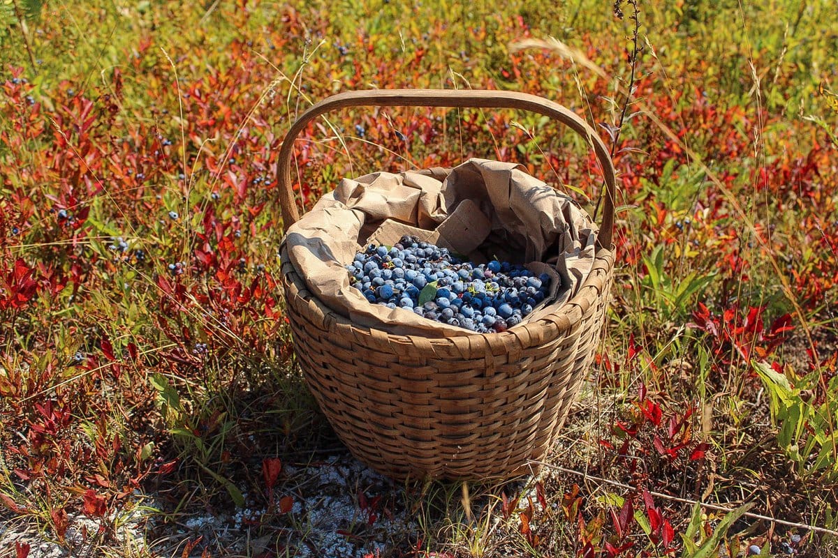 edible MAINE - Eating for Generations to Come
