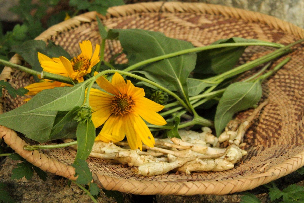 edible MAINE - Eating for Generations to Come