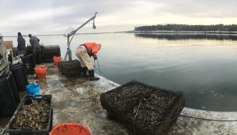 edible MAINE - Cold Oysters