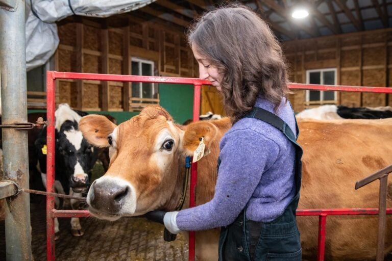 edible MAINE - Stomaching Milk Before Breakfast